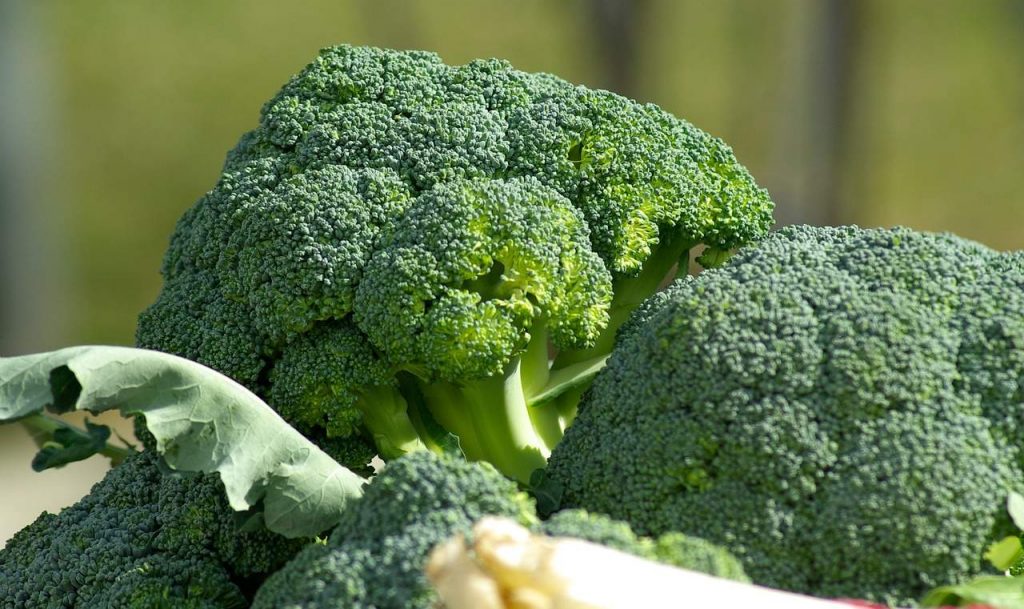 broccoli-baguio