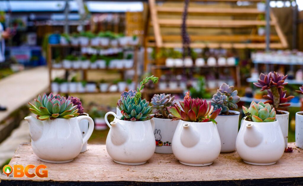 photo of succulents on a mini teapot at tayao gardens
