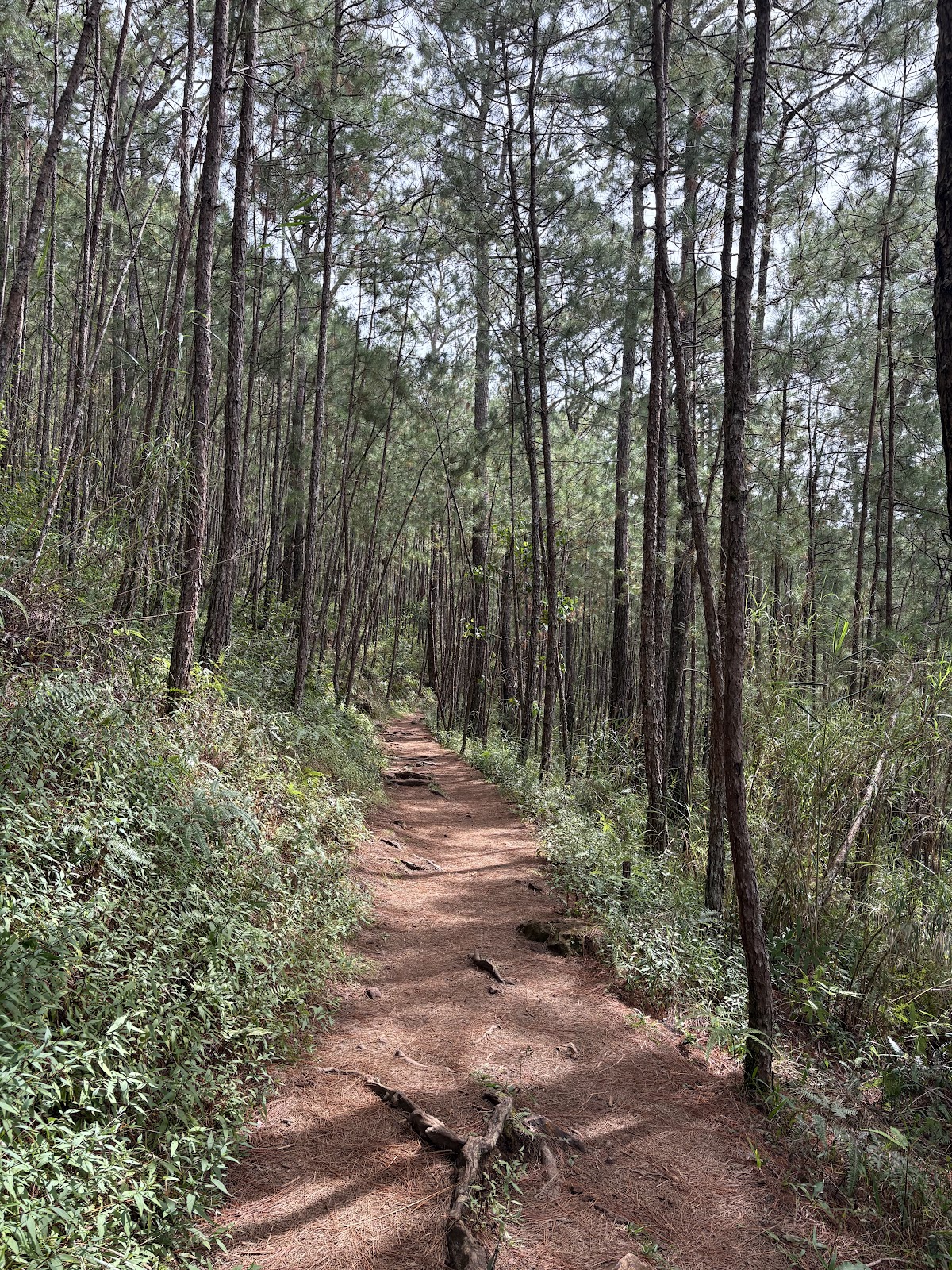 Camp John Hay - Gate Entrance