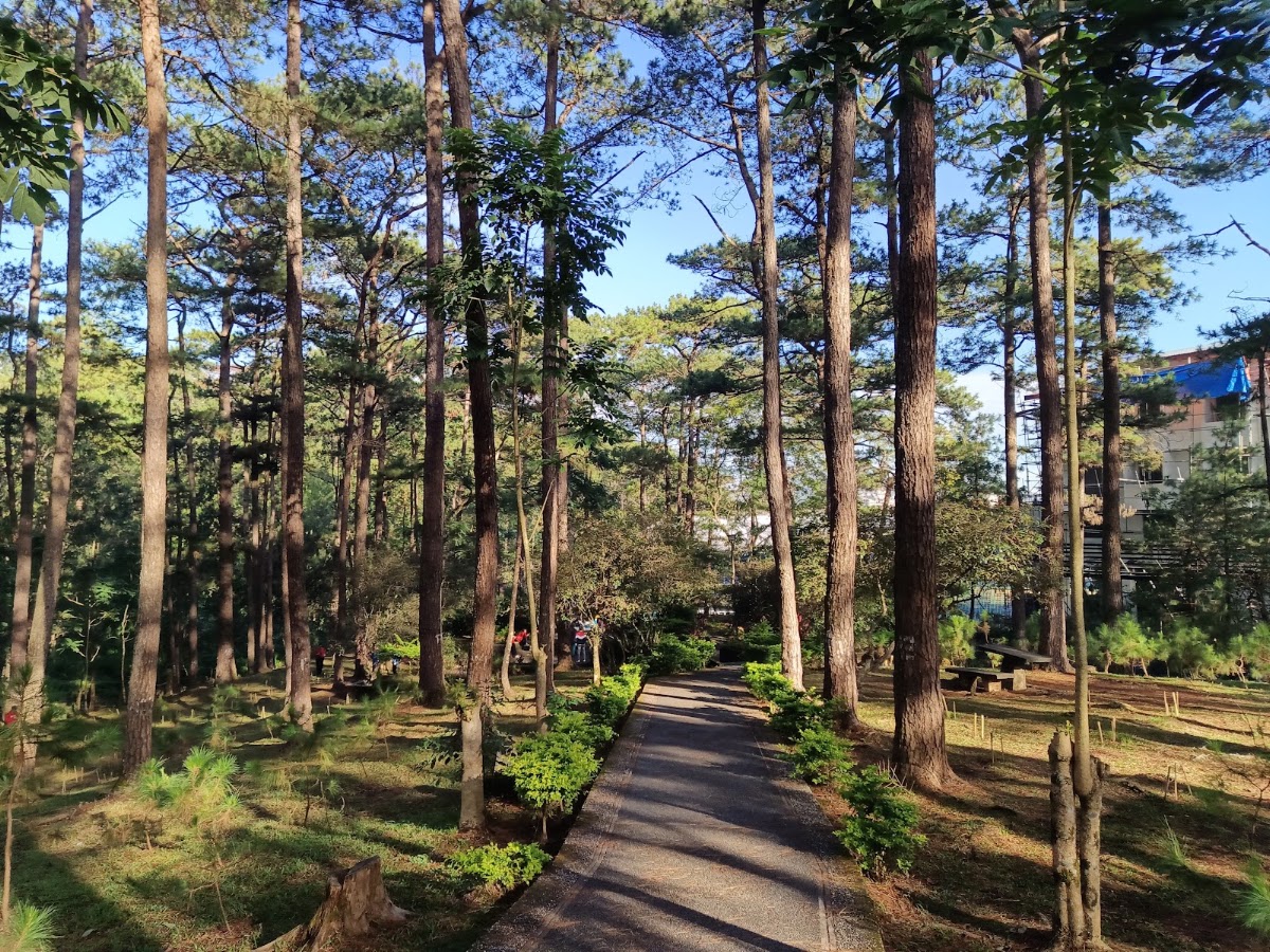 Pine Trees of the World Park