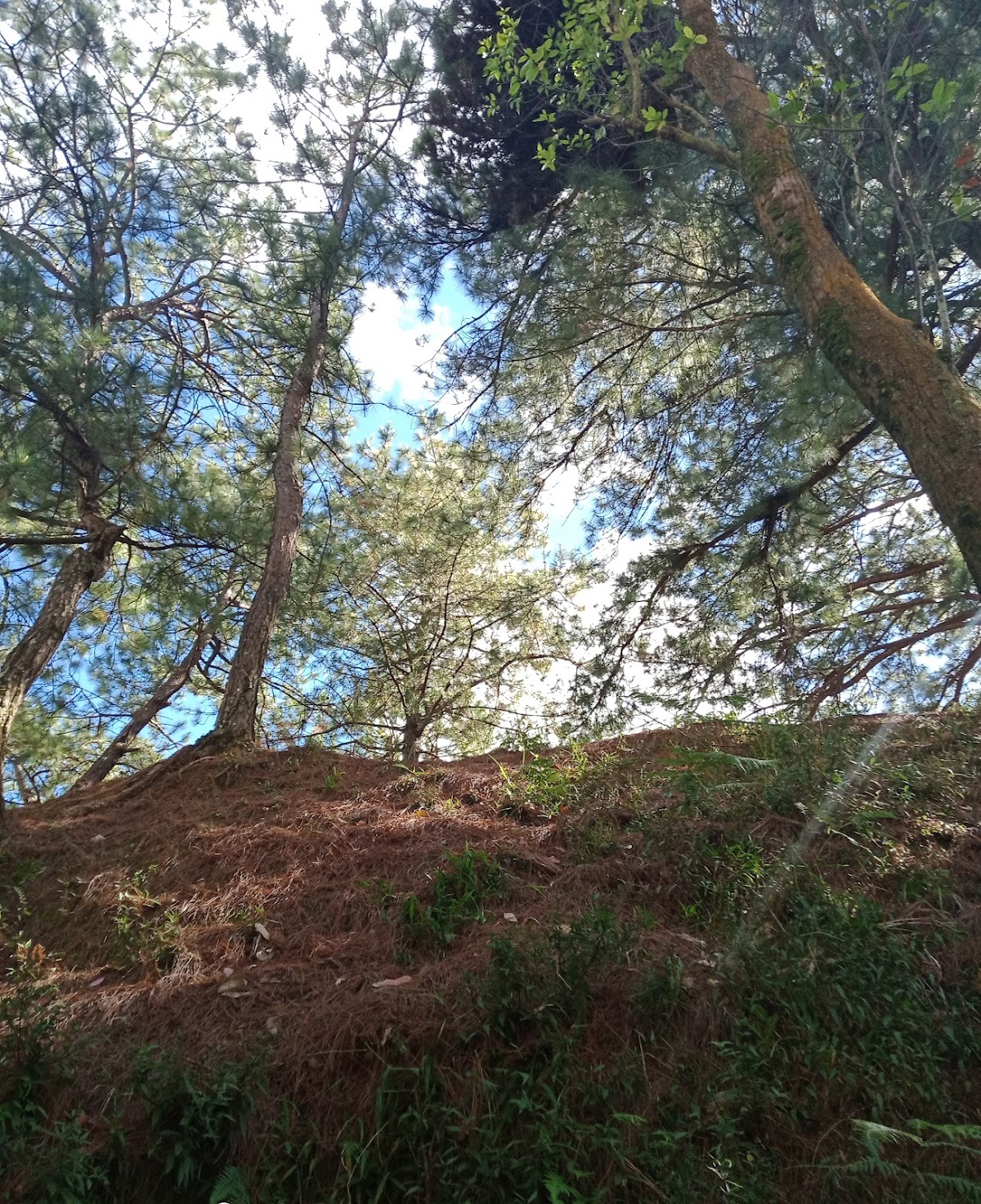 Burlington County Nature Reserve