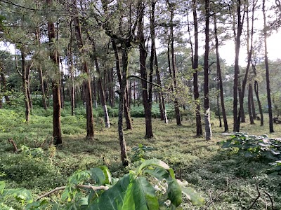 Baguio Convention Center Tree Park