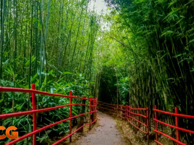 bamboo sanctuary baguio