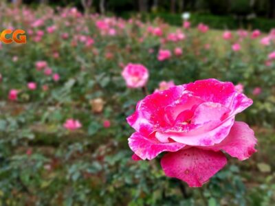 Pink roses at Rose Garden featured image for weather april 20, 2021