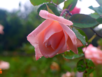 Weather in Baguio May 4, 2022, Rose Garden