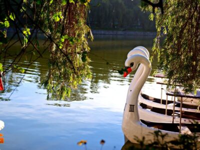 Burnham Lake swans