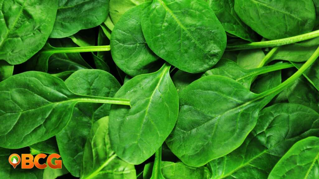 Baguio Spinach
