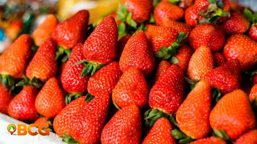 baguio city strawberries