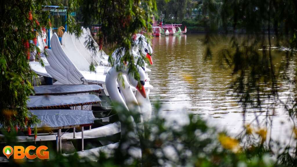 The Swan Boats at Burnham Park
