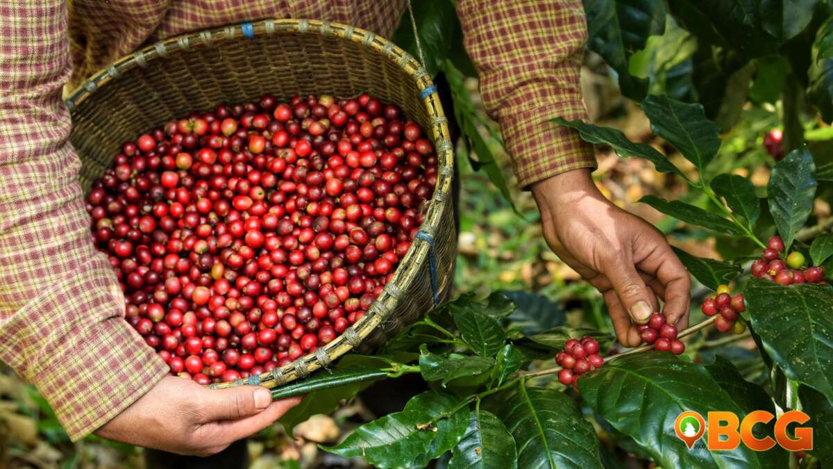 Coffee Harvest