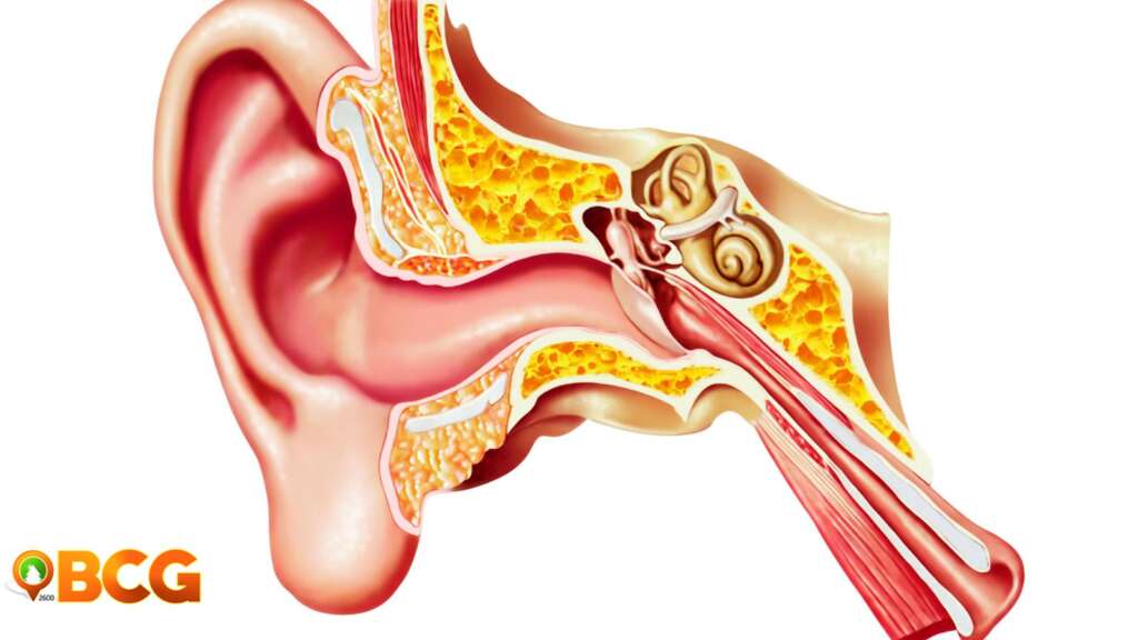 Inner Ear Motion Sickness