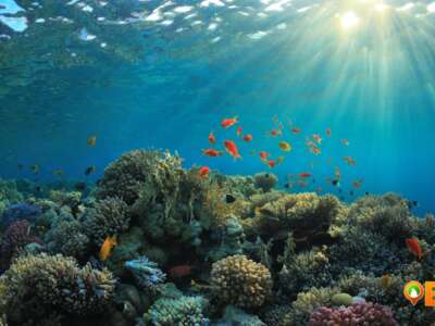 El Nino Coral Reefs