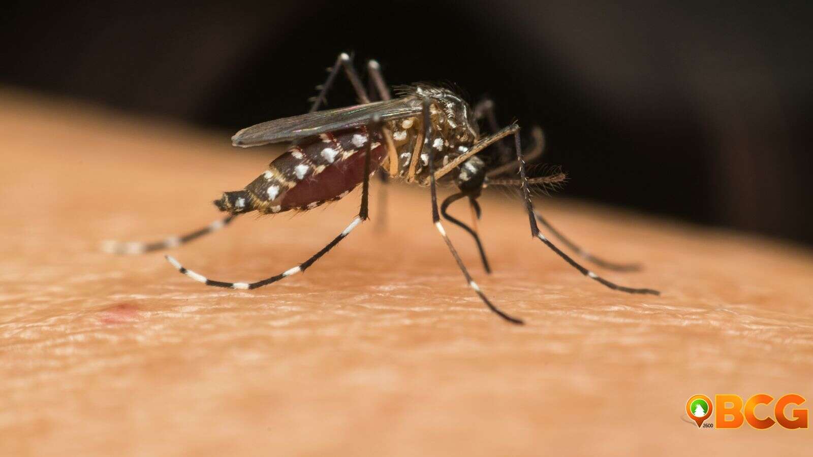 Defeating Dengue Fever Strategies for Prevention and Boosting Immunity