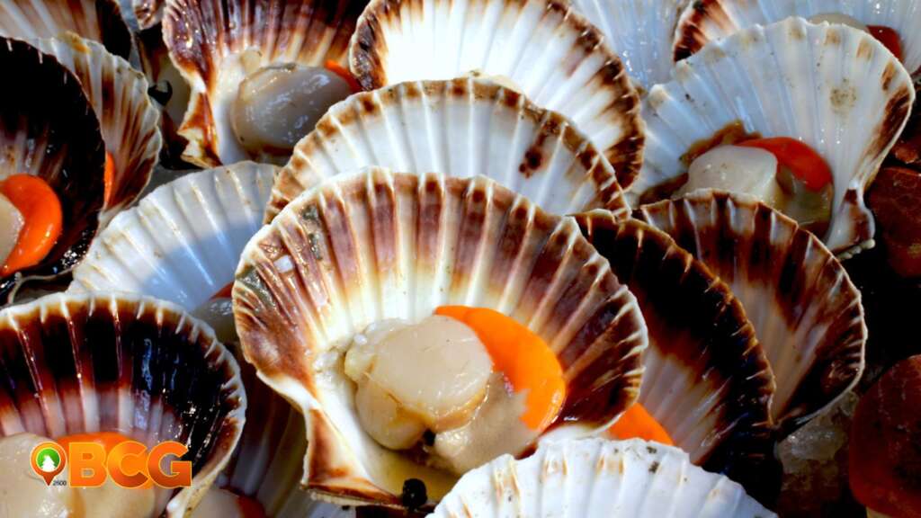 Scallops has the highest taurine