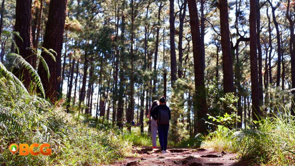 Forest Bathing at Camp John Hay