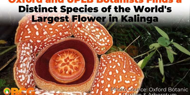 Discovery in Kalinga: Oxford and UPLB Botanists Finds a Distinct ...