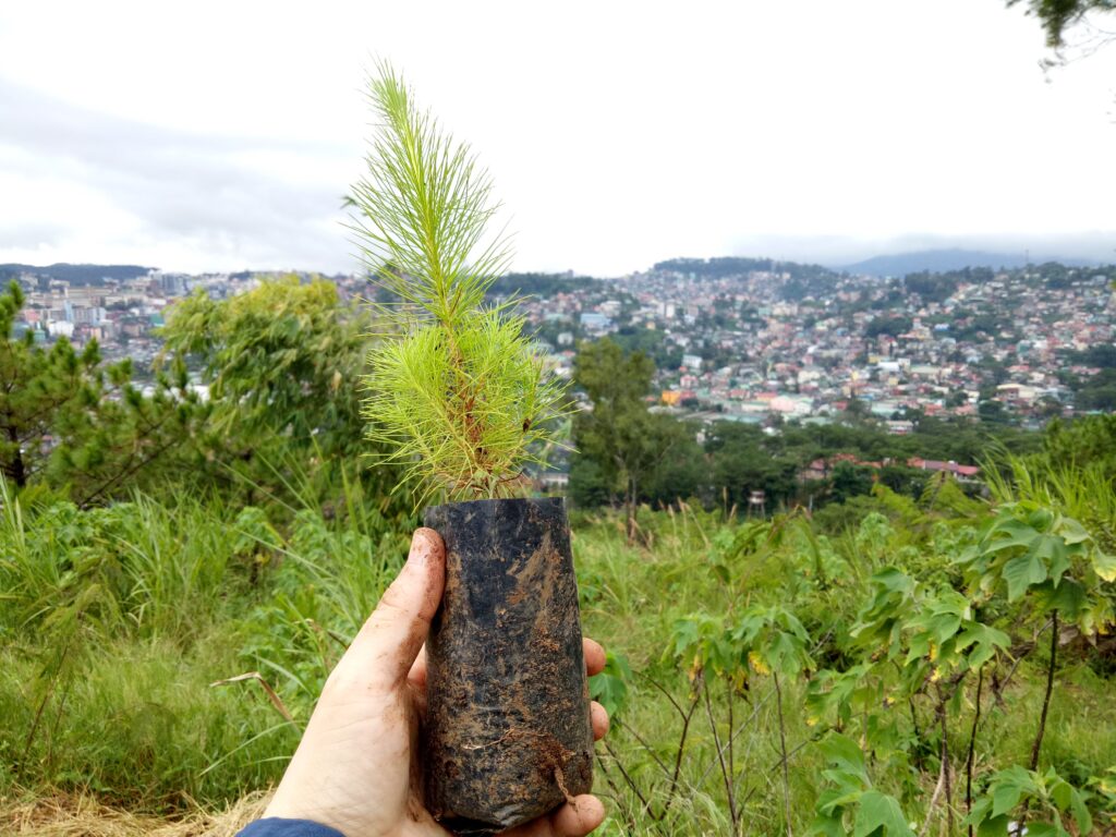Tree Planting