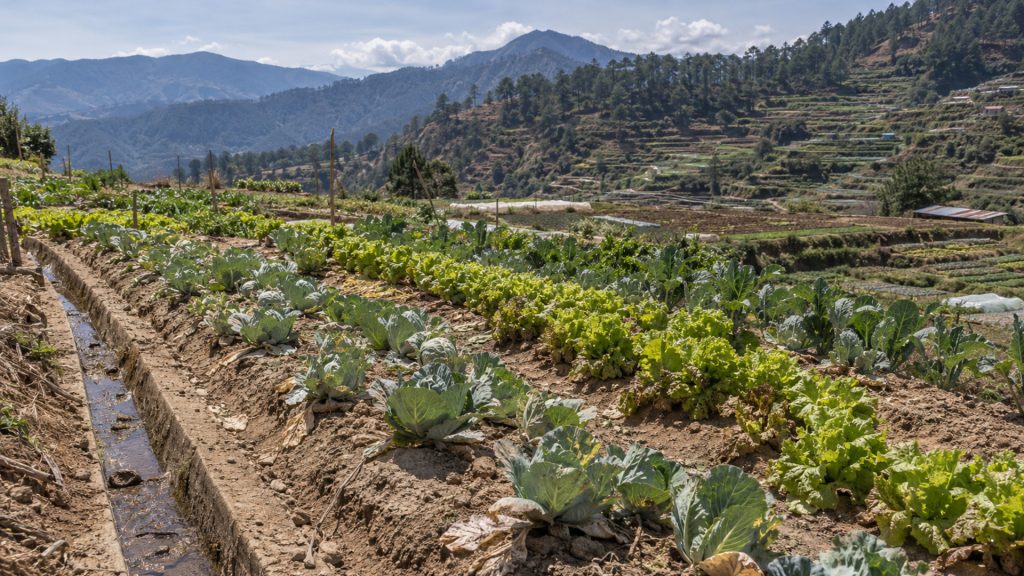 Vibrant Cordillera farms under cloudy skies, showcasing lush landscapes impacted by El Niño weather patterns.